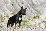 BULL TERRIER 015
